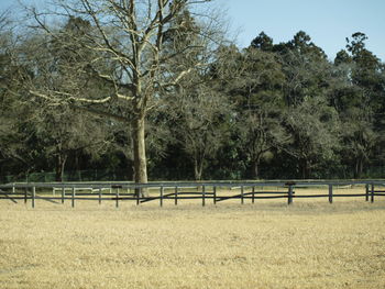 Trees on field against sky