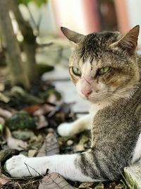 Close-up portrait of a cat