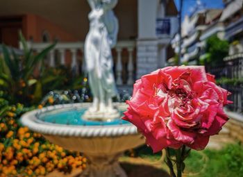 Close-up of rose in garden