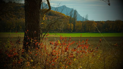 Scenic view of field by lake against sky