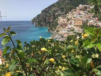 Close-up of plants against positano by sea