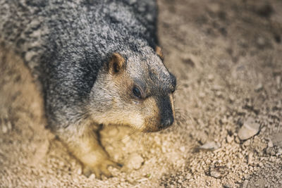 High angle view of a rabbit on field