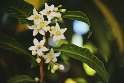 Close-up of flowers blooming on plant