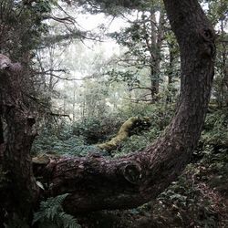 Trees in forest