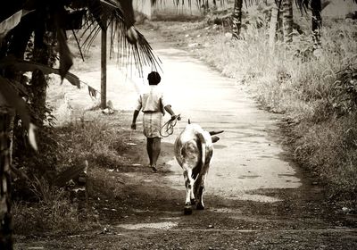 Dog walking on road by trees