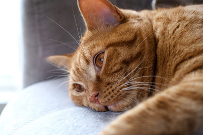 Close-up of an adult young cute tabby red cat lies with open eyes on the sofa in the room. 