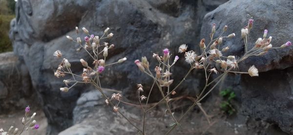 High angle view of flowering plants by rocks