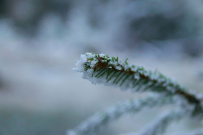 Close-up of frozen plant