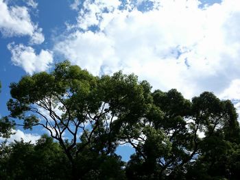 Low angle view of trees against sky