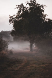 Trees on field against sky