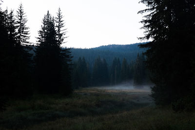 Scenic view of forest in foggy weather