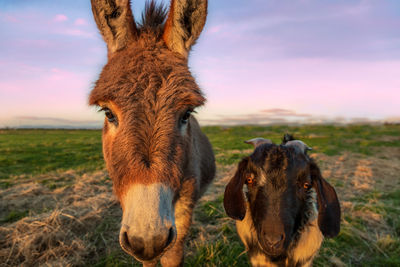 Donkey and goat on landscape