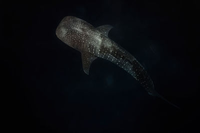 Close-up of fish swimming in sea