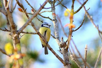 Close-up of bird perching on tree