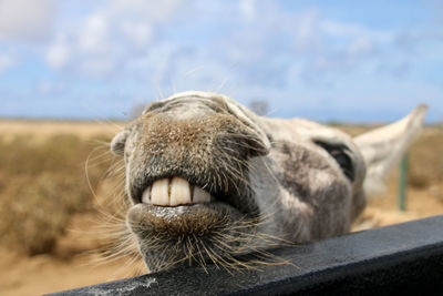 Close-up of a horse