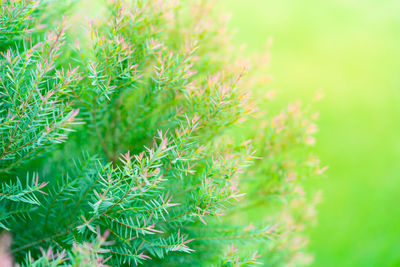 Close-up of pine tree