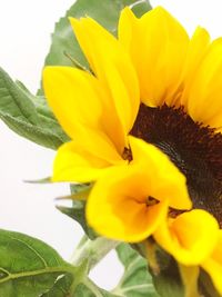 Close-up of sunflower