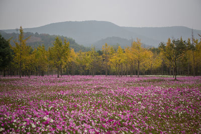 Scenic view of pink flowering plants on field