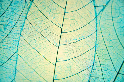 Full frame shot of green leaf