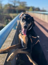 Dog looking at camera