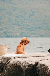 Dog sitting on rock by sea