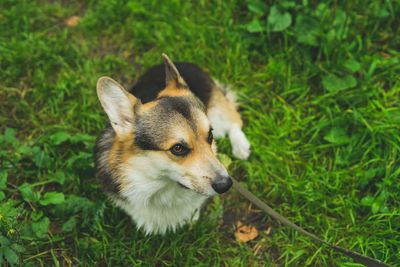 Pembroke welsh corgi on a summer walk in the forest