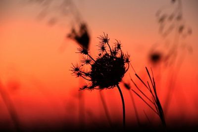 Close-up of orange flower against sunset sky