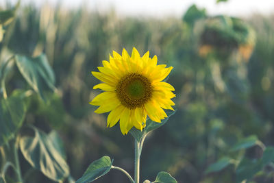 Close-up of sunflower on field