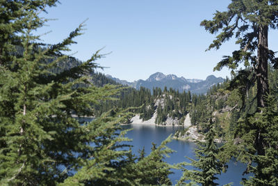 Lake amidst pine trees in forest against clear blue sky