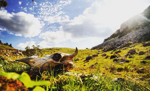 Sheep on field against sky