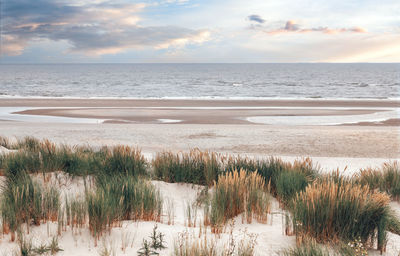 Dune landscape on the north sea beach