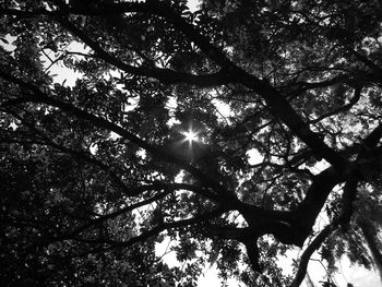 Low angle view of tree against sky