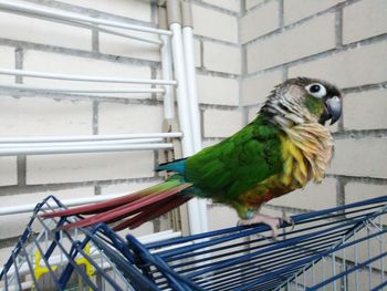 Close-up of parrot perching