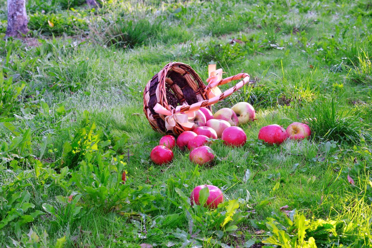 PINK PUMPKINS ON FIELD