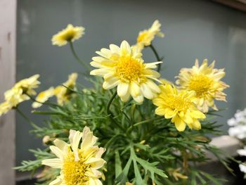 Close-up of yellow daisy flowers