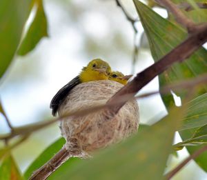 Close-up of bird perching on branch