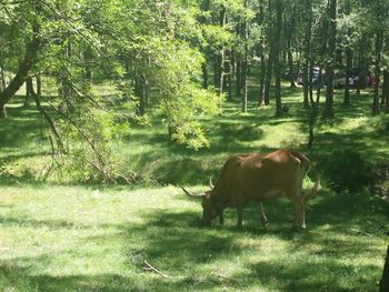 Side view of a cow