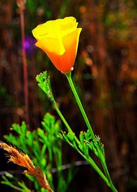 Close-up of yellow flower blooming outdoors