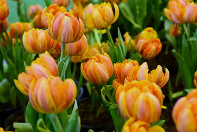 Close-up of orange tulips