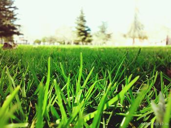 Grass growing on grassy field