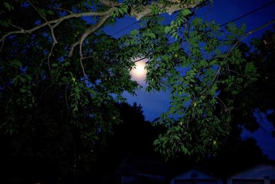 Low angle view of flowering trees against blue sky at night