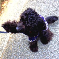 Close-up of a dog