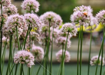 Close-up of flowers blooming outdoors