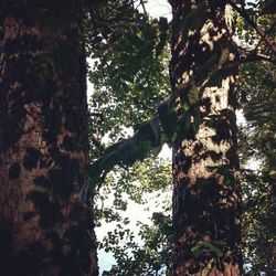 Low angle view of tree trunk