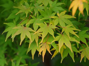 Close-up of green leaves