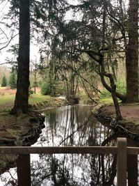 Scenic view of lake in forest