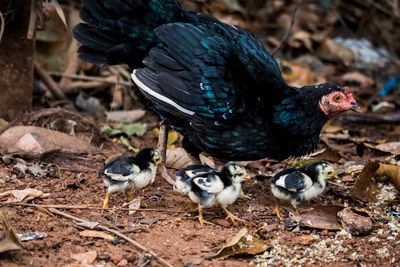 Close-up of birds on land