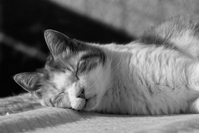 Close-up of cat sleeping