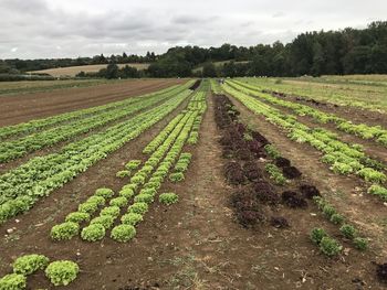 Scenic view of agricultural field against sky