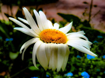 Close-up of white flower